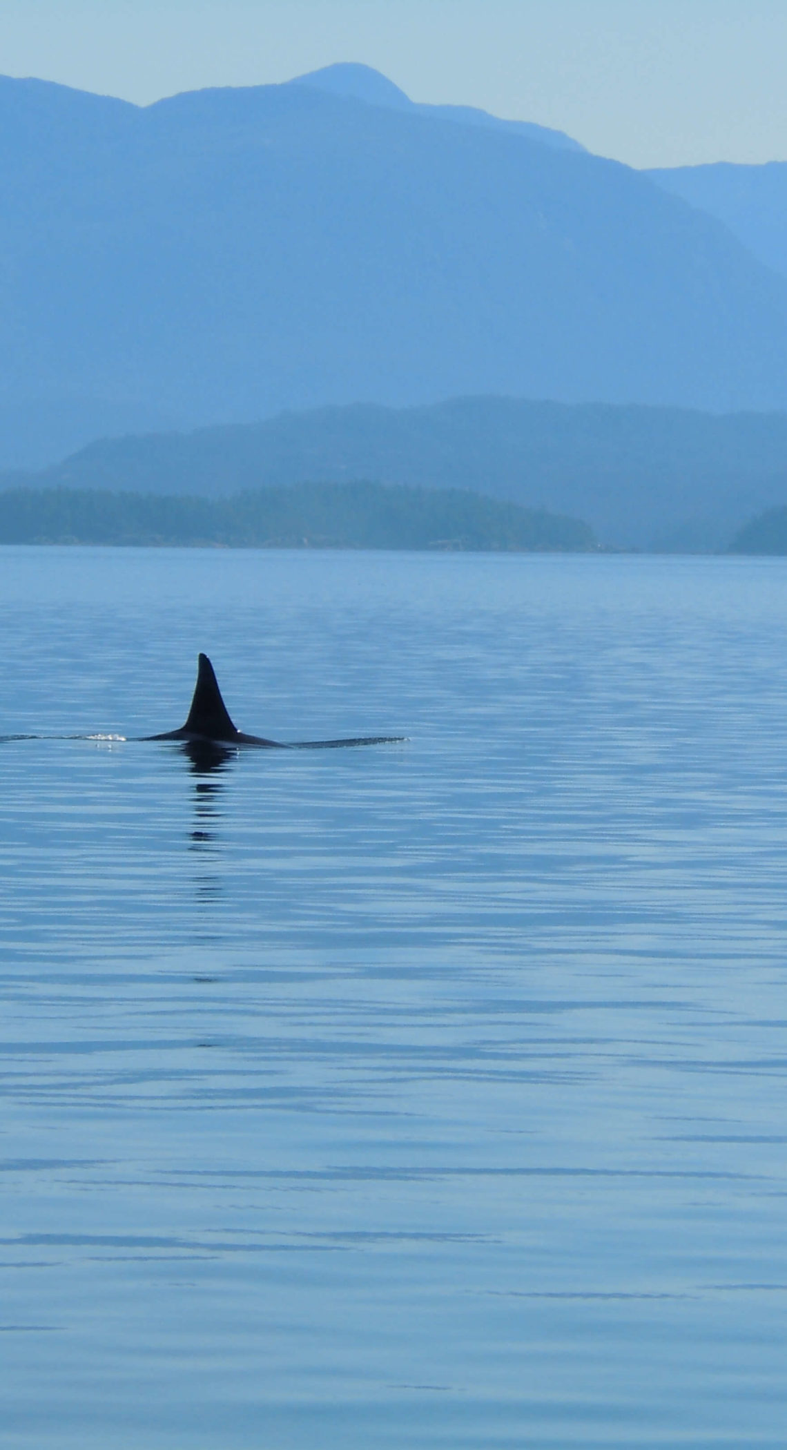 killer whales great bear rainforest (1)