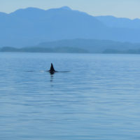 killer whales great bear rainforest (1)